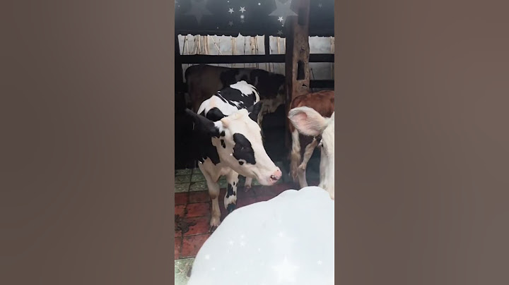 SISA INI_ SAPI SAPI YANG ADA DI RUMAH IRFAN HAKIM #shorts #artis #sapi #cow  #dehakims #irfan