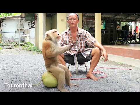 monkey training for Coconut orchard ศูนย์ฝึกลิง กระแดะแจะ ดูลิงเรียนปีนมะพร้าว น่ารักสุดไปเลย