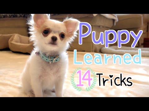 チワワの子犬 はじめのしつけ 14の芸 生後３ヶ月 Chihuahua Puppy First Training 14 Tricks 3 Months Old Youtube