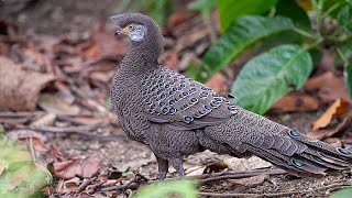 Grey peacock pheasant (Polyplectron bicalcaratum) feeding