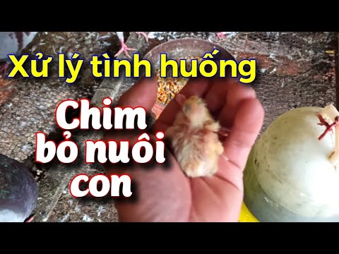 Video: Cách đối Xử Với Chim Bồ Câu Ngọ Nguậy