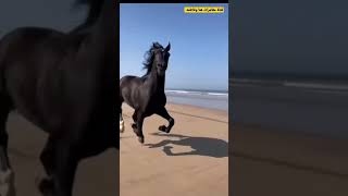 حصان يركض بسرعة رهيبة #shorts