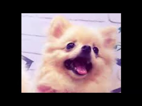 【加藤純一】あたし、ハナ【うんこちゃんMAD】