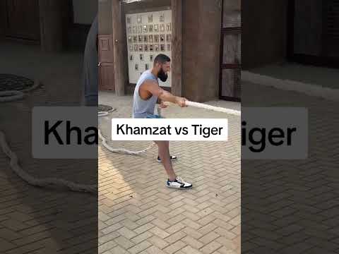 Khamzat Vs Tiger