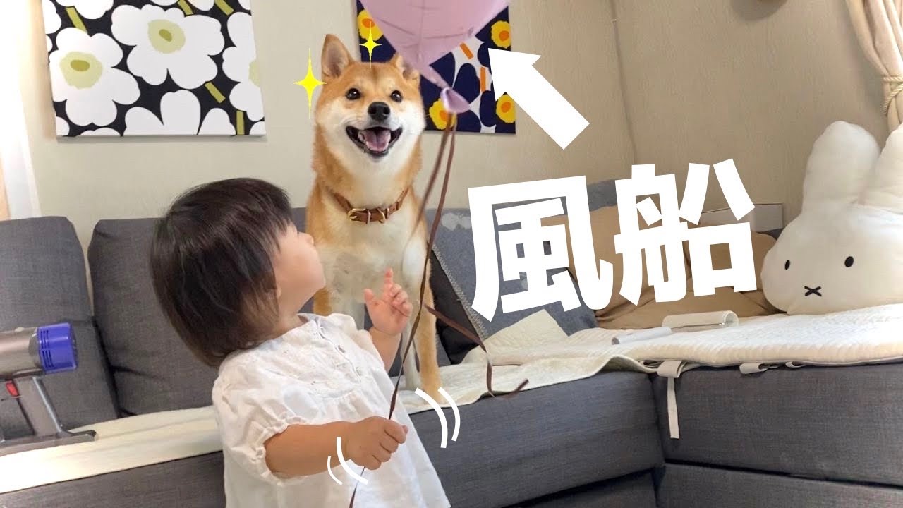 風船を使って巧みに柴犬を遊びに誘い出す1歳娘 Youtube 風船を使って巧みに柴犬を遊びに誘い出す1歳娘 Youtube