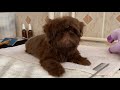 Shih Tzu Chocolate | Tiempo de baño | La Casita de los Shih Tzu