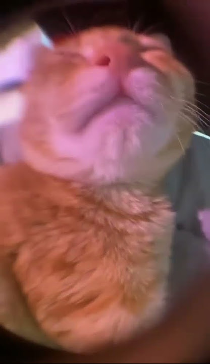 AWOO AWOO Cat
