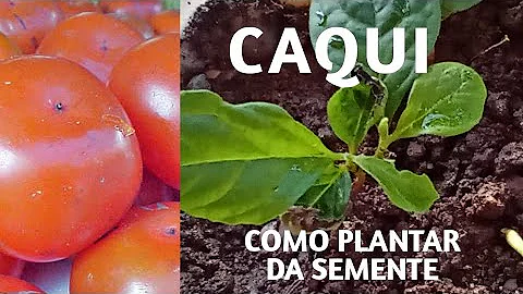 Como se planta pé de caqui?