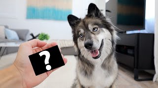 Trying The Most Viral TikTok Dog Game!