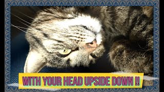 WITH THE HEAD UPSIDE DOWN !!!  #cats #catvideos #kitten by VOLODIA 15 views 4 days ago 57 seconds