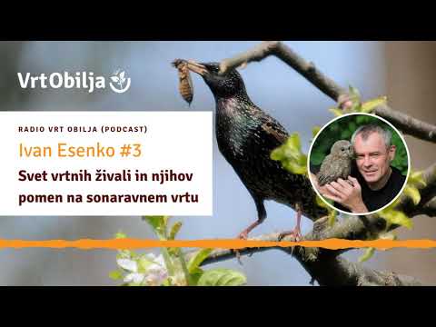 Video: Krmljenje divjih ptic - Kako privabiti ptice na vrt