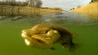 Giant mouth of hungry fish: monster pike swallows baby perch rubber fishing lure.