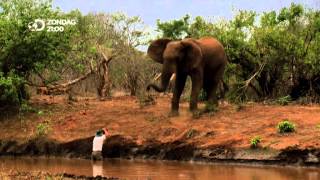 Man, Cheetah, Wild - Promo Vlaanderen