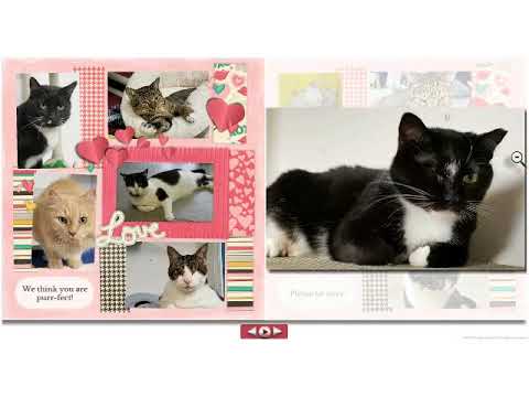 cute cats for sale Happy Valentines Day 2018