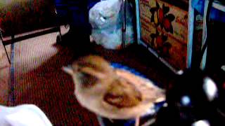 Joy-Stick-1Memera Clerity 7, 20Sec