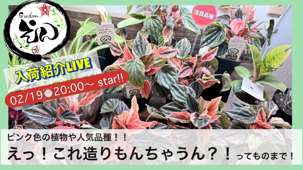 【2025/02/19】入荷植物紹介  #gardenえん