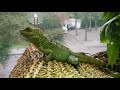 Green Basilisk feeding - Aztec & Inca