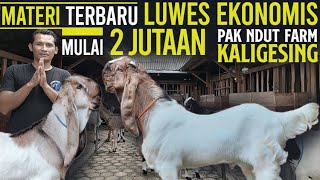 mulai 2 JUTAAN, INDUK CANTIK EKONOMIS !!! Kambing PE Kaligesing Pak Ndut Farm.