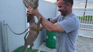 12 week old Malinois pup Protection Work