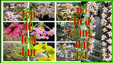 Tốp10 loại lan nở hoa vào dịp Tết,những loại lan nở hoa đúng tết- phong lan rừng pv