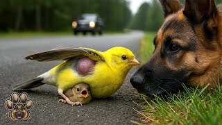Rescuing An Injured Mother And Baby American Dfinch By The Road Guided By A Shepherd Puppy