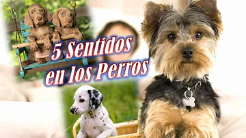 ¿Cuántos sentidos tiene un perro?