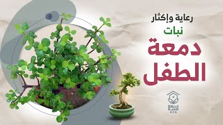 كيفية زراعة نبات دمعة الطفل ، وسبب اصفرار وتساقط اوراقه  Elephant bush