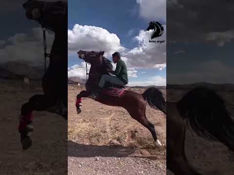 محشر دیو دلاور و جیران اصفهان