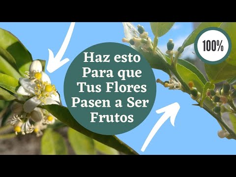 Video: Polinización manual de naranjas: aprenda a polinizar un naranjo a mano