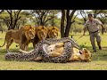 Man Finds Giant Python Attacking Pregnant Lioness You Won T Believe The Lions Response mp3