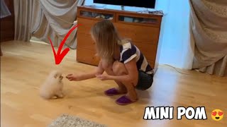 🐾 Toypom 🐶 Mini Pomeranian For You 🐶 🐾 For Sale 🐶 Shipping  Available ✈️ @thecanisworld1164 by The Canis World 386 views 2 years ago 2 minutes, 13 seconds