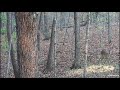 Opening weekend Ky Rifle deer hunt *rut action*