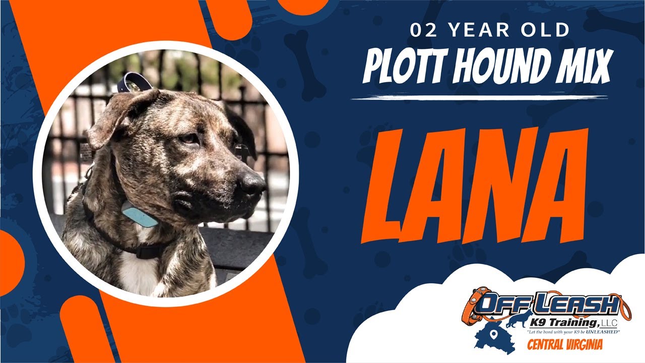 2yo Plott hound mix (Lana) Best dog 