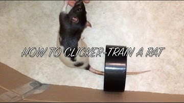 How to Clicker-Train a Rat (Clicker-Training Basics)