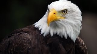 Best Documentary 2016 - American Eagle HD - Nature Documentaries - Nat Geo Wild
