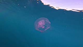 Download Lagu Snorkelen met walvishaaien in Sumbawa: Indonesië MP3