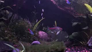 Freshwater Aquarium