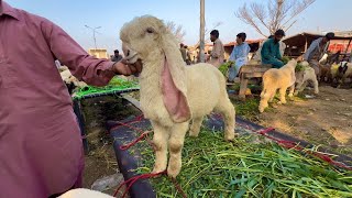 Live Soda Mundre Chatre Desi Bakre | Lahori Shauk | Shapur Kanjra Lahore Mandi 