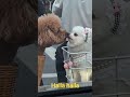 Cute Puppy in Traffic  😂😂 #shorts #trending #tiktok #usa #DogLovers #CutePuppies