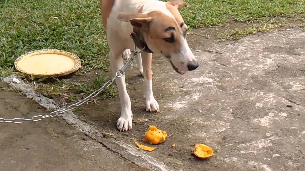 Dog Peeling and Eating a Mango YouTube