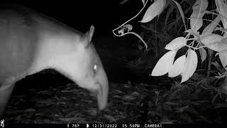 Male Baird&#39;s Tapir marking his territory! Drake Bay, Costa Rica December 31, 2022.