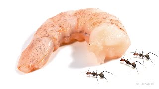 Timelapse Ants Vs Shrimp