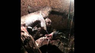 Varanus salvator (name: Themba) feeding update