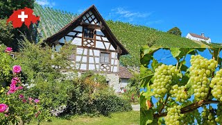 สวิตเซอร์แลนด์สวรรค์ 🇮🇹 เดินเล่นในสวรรค์แห่งผลไม้ ! คาร์เทาส อิททิงเก้น _ แคนตัน ทูร์เกา