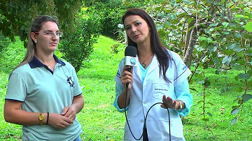 Quando se faz a poda dos kiwis?