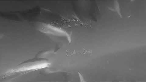 Common Dolphin Underwater | Delphinus delphis