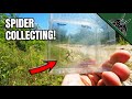 A SEARCH for one SPIDER SPECIES!