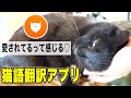 猫語翻訳アプリを使ってみたら、可愛い過ぎたww