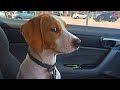 Dog Pretends to Be Brave at the Vet 😂 Must Watch! Mp3 Song