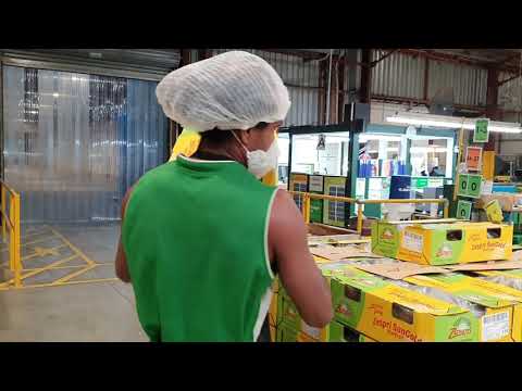 A Kiwifruits journey through a Packhouse - EastPack Marshall Road, Katikati